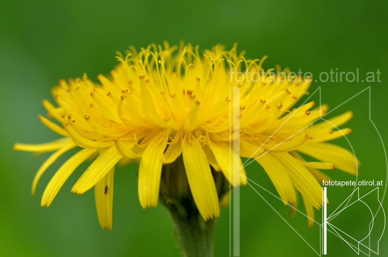 14-06-29 Löwenzahn DSC_8335_.jpg