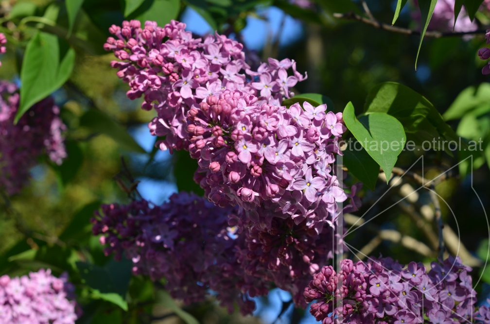 Fliederblüte